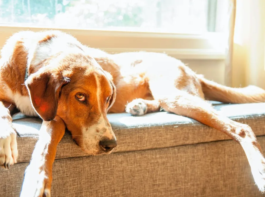 5 powodów, dla których Twój pies czuje się ospały