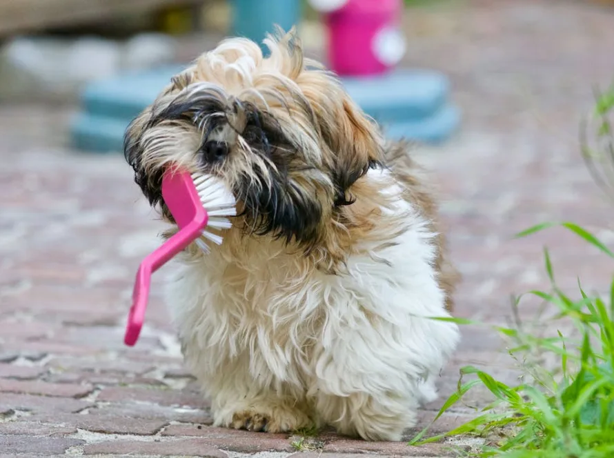 5 wskazówek, jak utrzymać zdrowe i czyste zęby psa