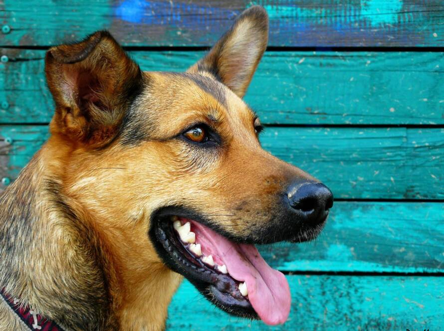 Czy psy mogą mieć próchnicę? Objawy i opcje leczenia.