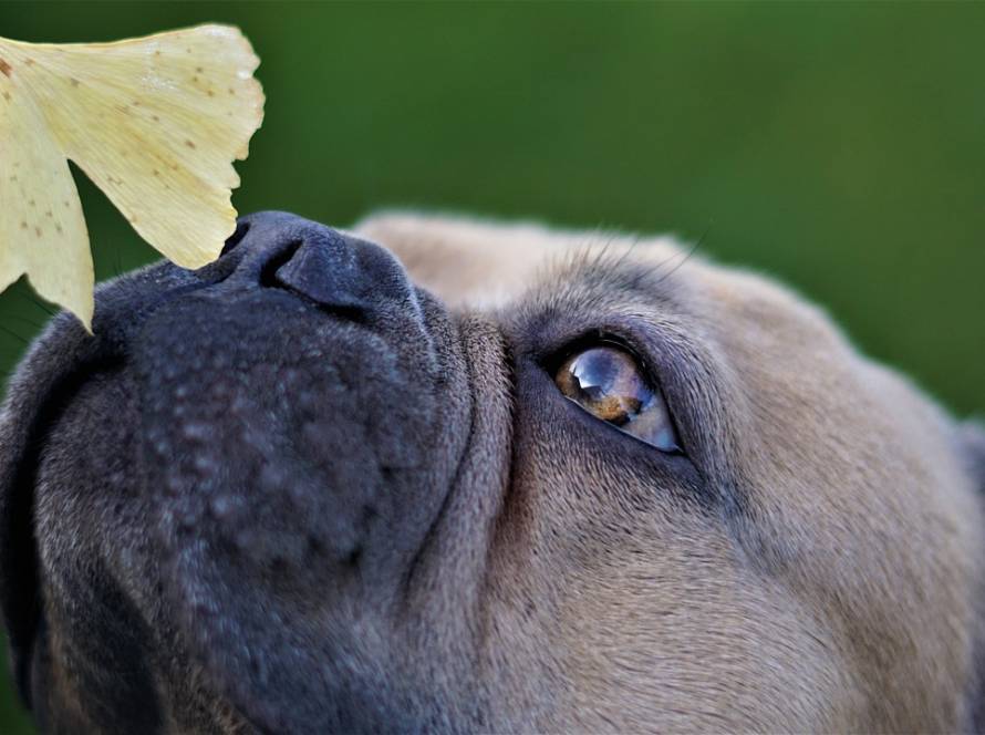 Czy psy mogą jeść chlorofil? Korzyści i źródła tego naturalnego suplementu odżywczego