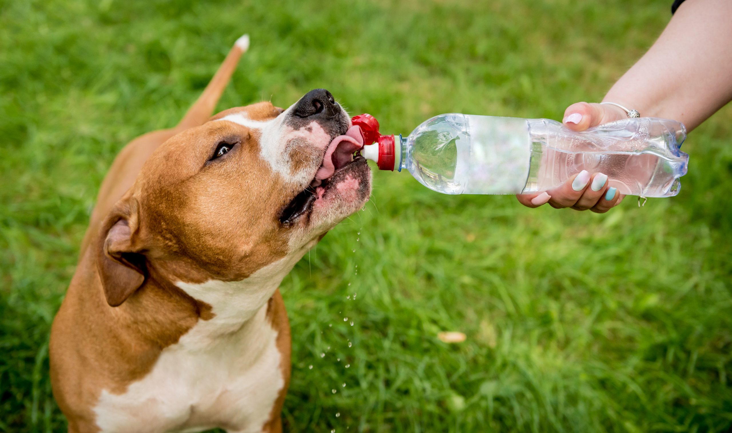 Czy pies może pić wodę gazowaną?