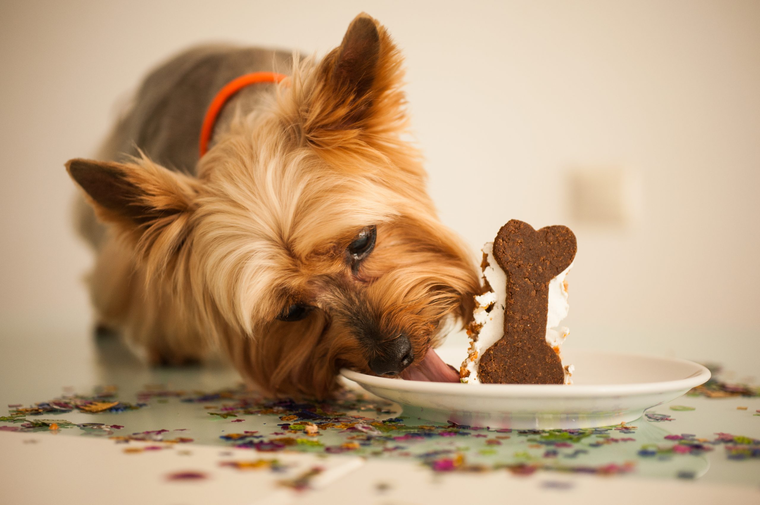 Znaczenie witaminy A w codziennej diecie psa