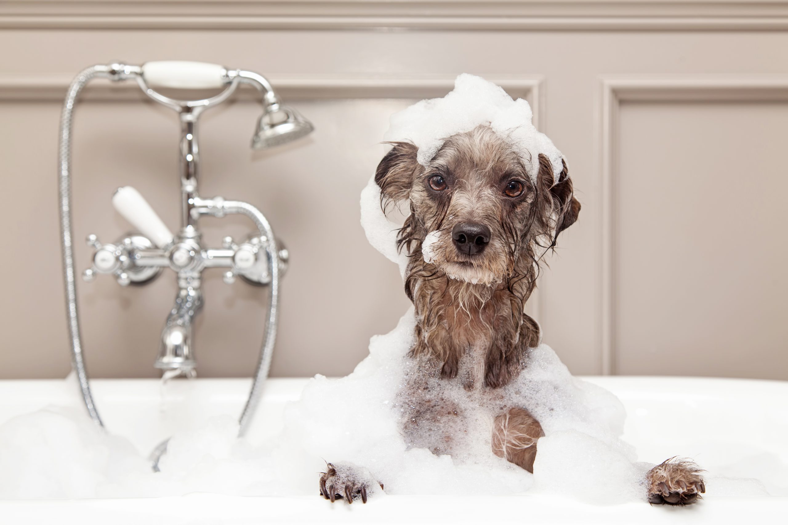 Chcesz, by Twój pies pięknie się prezentował, a on ani myśli o kąpieli…  Jak przełamać opór psa, aby przestał bać się wody?