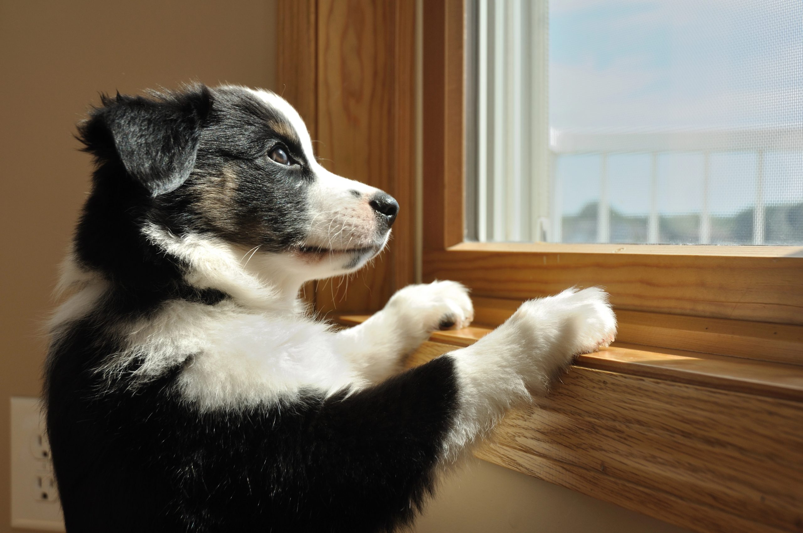 Pies sam w domu – co zrobić, aby przestał wyć? Sposoby na pokonanie strachu i nudy