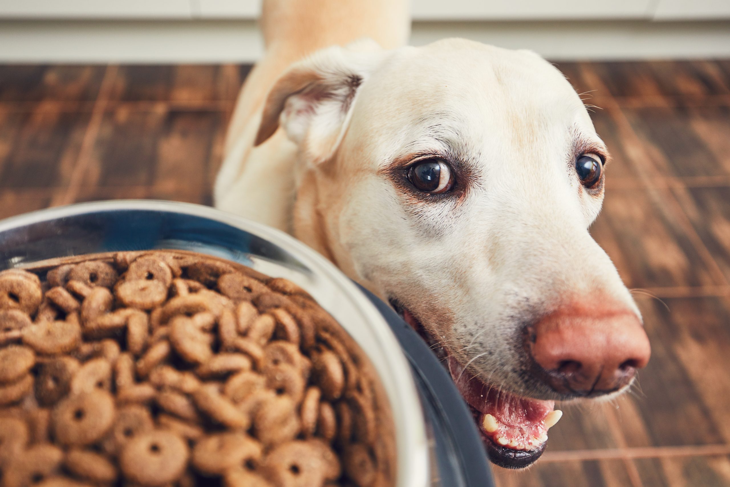 Jak bezpiecznie wprowadzić nową karmę do diety psa?