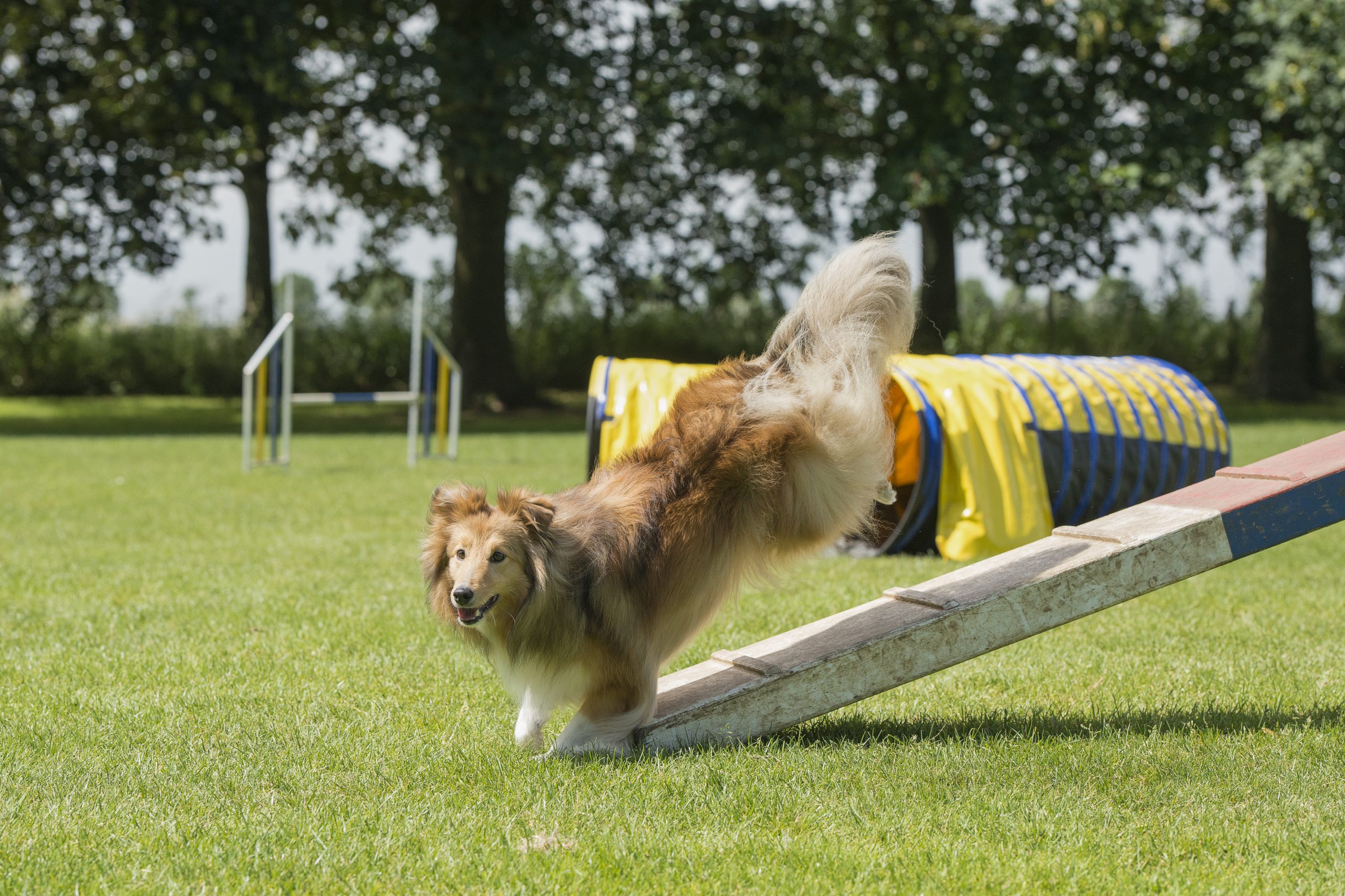 Sporty kynologiczne dla psów (w tym amatorów) – część 2