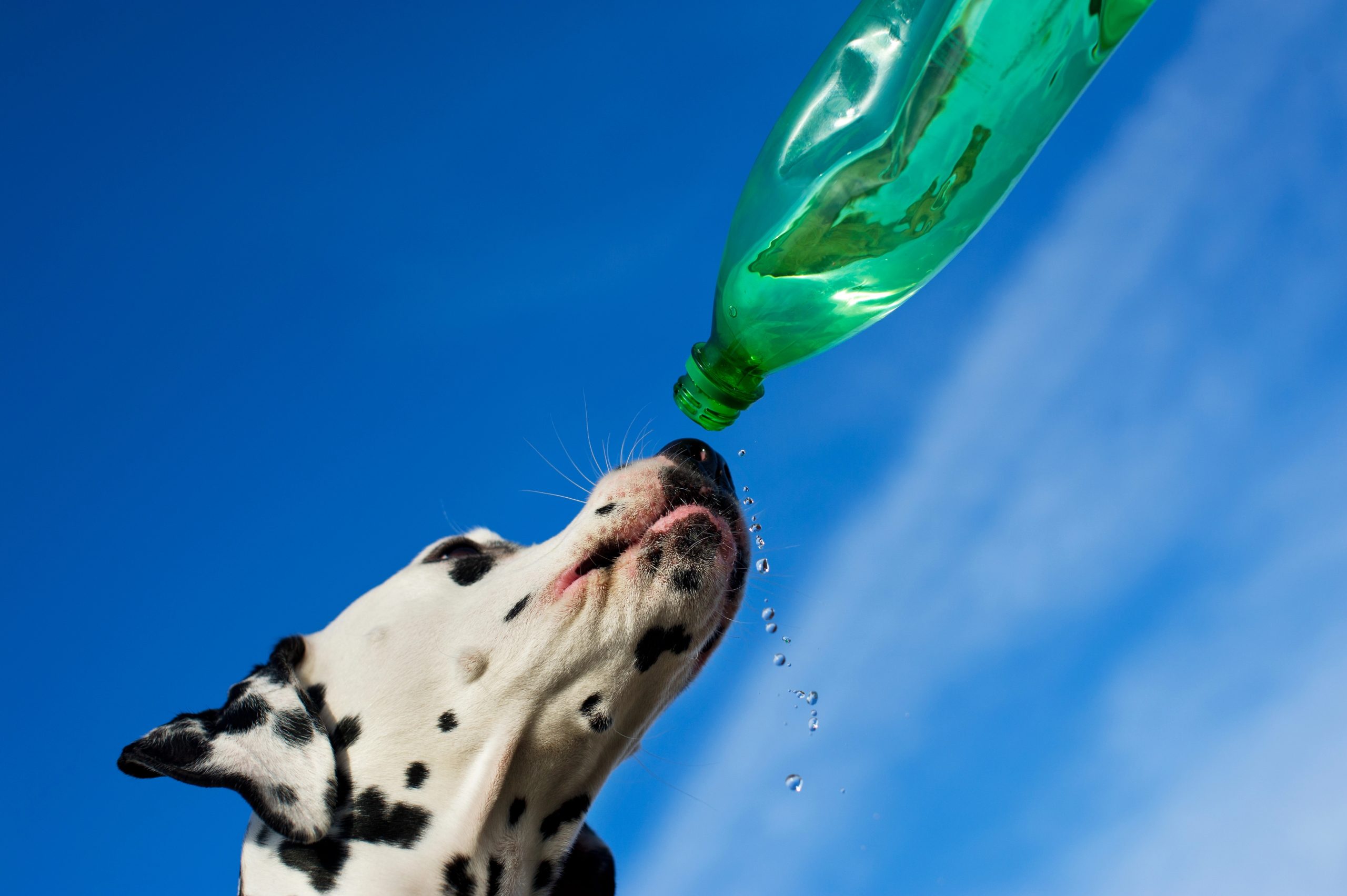 Czy Twój pies pije wystarczająco dużo wody? Jak monitorować nawodnienie psa?