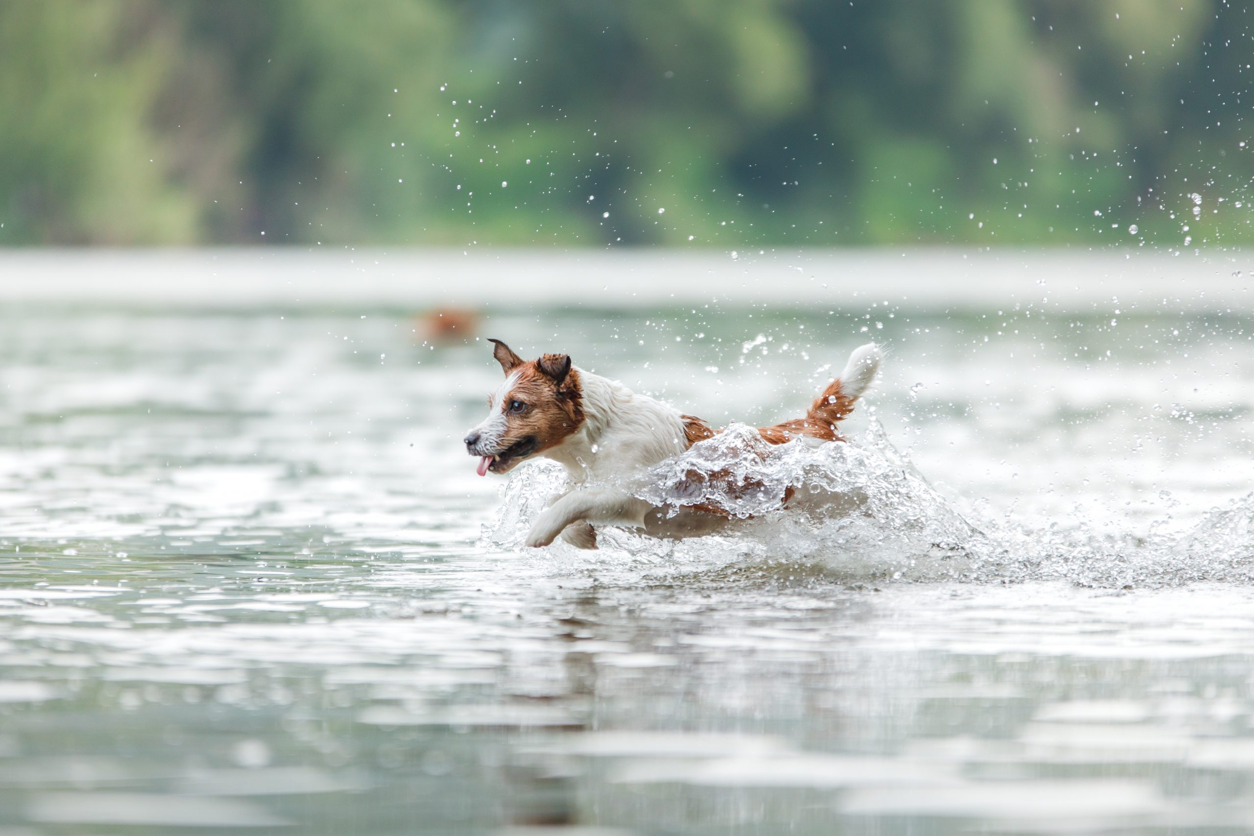 Woda dla psów: mity i fakty o nawadnianiu Twojego pupila