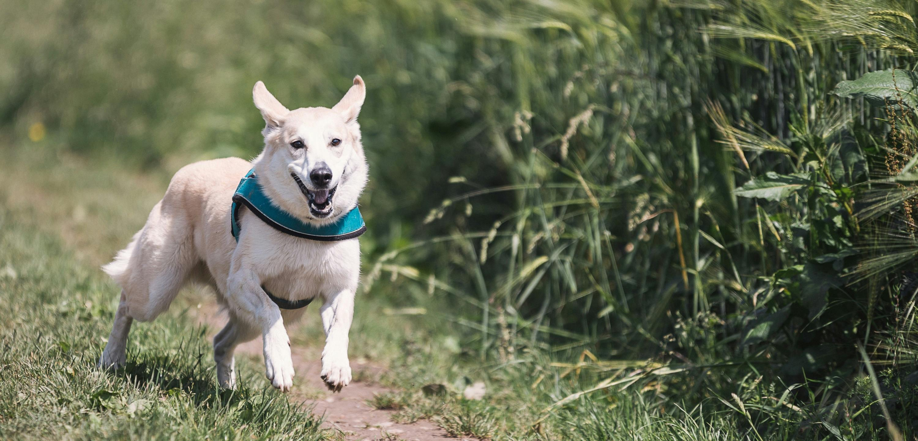 Zmęczenie psa po krótkim wysiłku: kiedy to nie tylko kwestia kondycji. Porady dla właścicieli.
